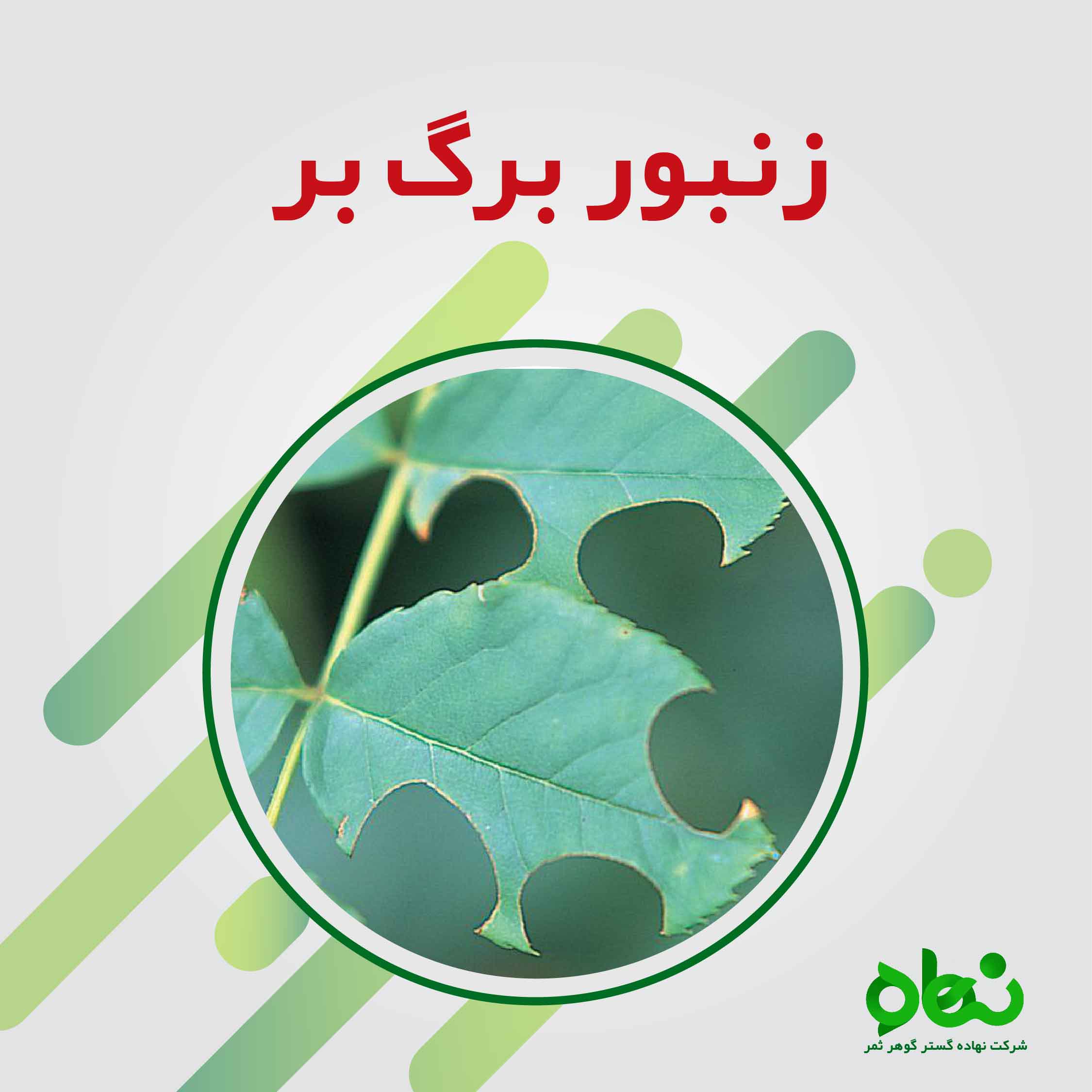زنبور برگ بر leafcutting bee 